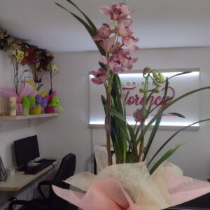 PLANTA CYMBIDIUM FPL-035