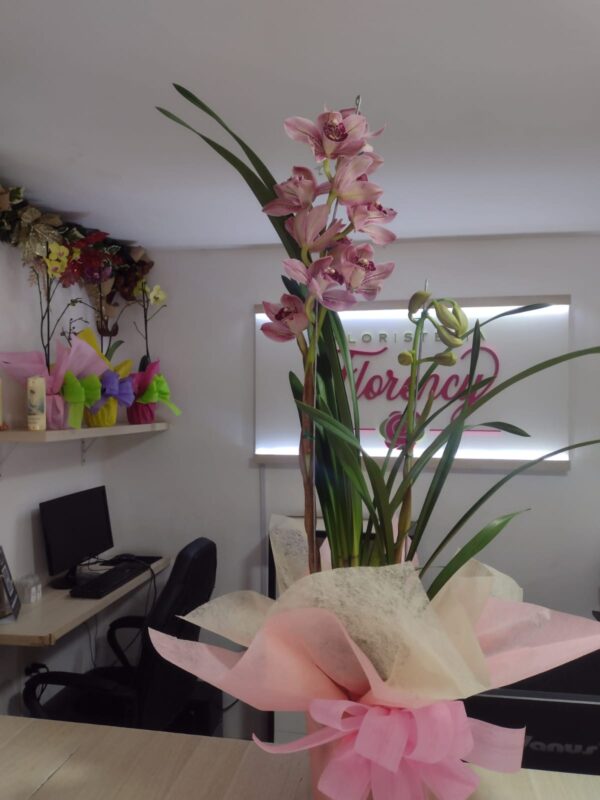 PLANTA CYMBIDIUM FPL-035