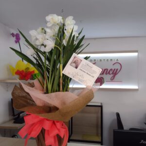 PLANTA CYMBIDIUM FPL-034