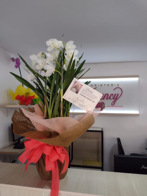 PLANTA CYMBIDIUM FPL-034