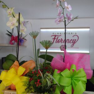 PLANTA PHALAENOPSIS FPL-033