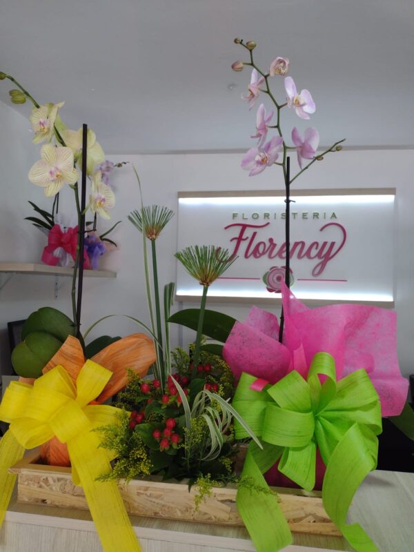 PLANTA PHALAENOPSIS FPL-033