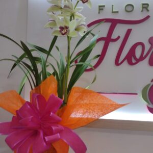 PLANTA CYMBIDIUM FPL-032