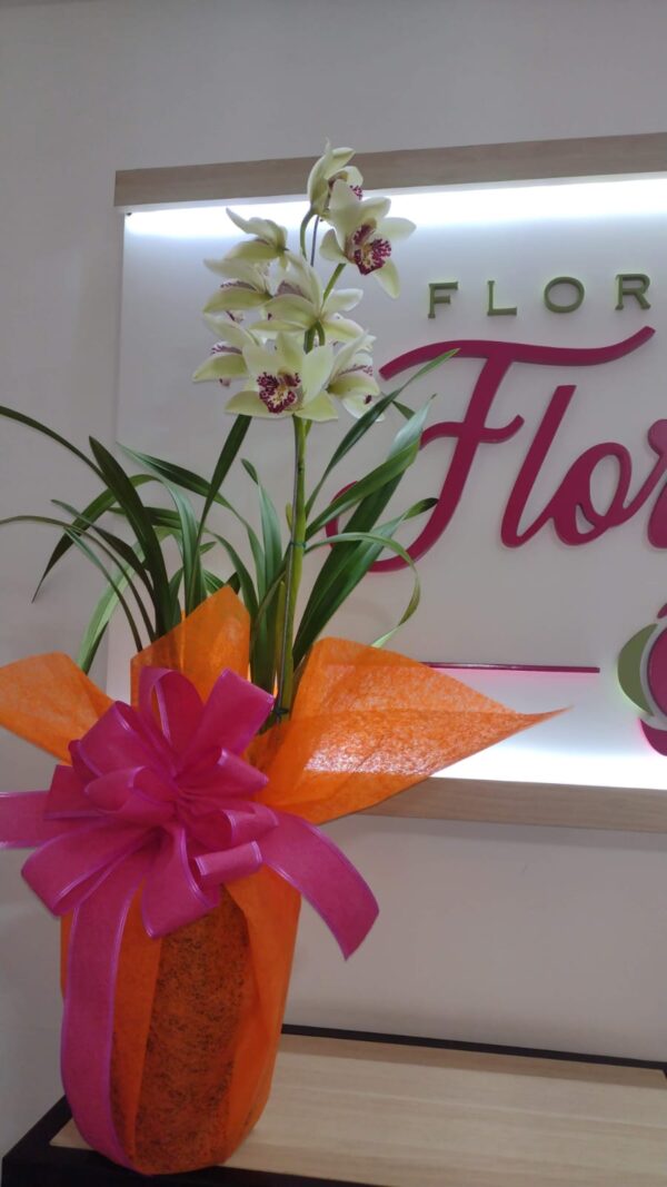 PLANTA CYMBIDIUM FPL-032