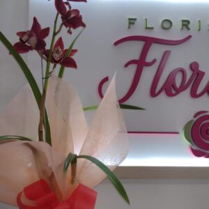 PLANTA CYMBIDIUM FPL-031