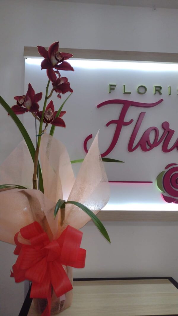 PLANTA CYMBIDIUM FPL-031