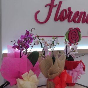 PLANTA MINI PHALAENOPSIS FPL-030