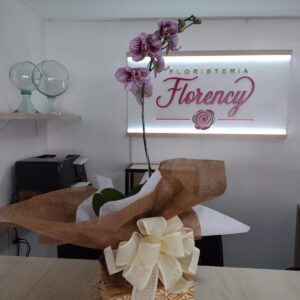 PLANTA PHALAENOPSIS FPL-028