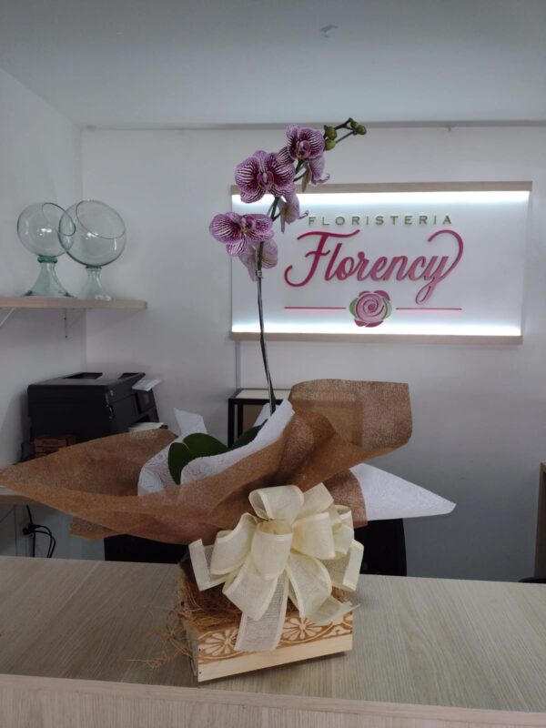 PLANTA PHALAENOPSIS FPL-028