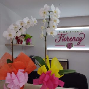 PLANTA PHALAENOPSIS FPL-027