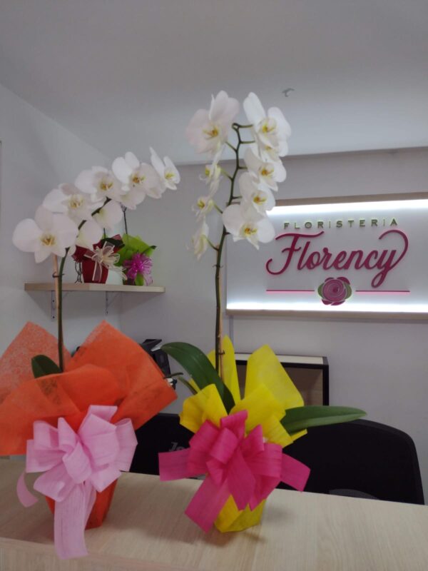 PLANTA PHALAENOPSIS FPL-027