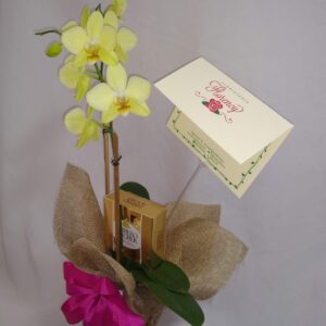 PLANTA PHALAENOPSIS FPL-025