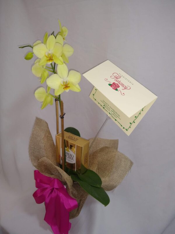 PLANTA PHALAENOPSIS FPL-025