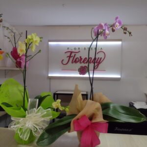 PLANTA PHALAENOPSIS FPL-024