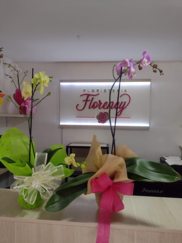 PLANTA PHALAENOPSIS FPL-024
