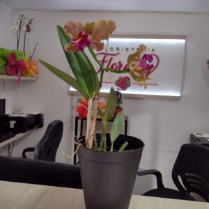 PLANTA CATLEYA FPL-023