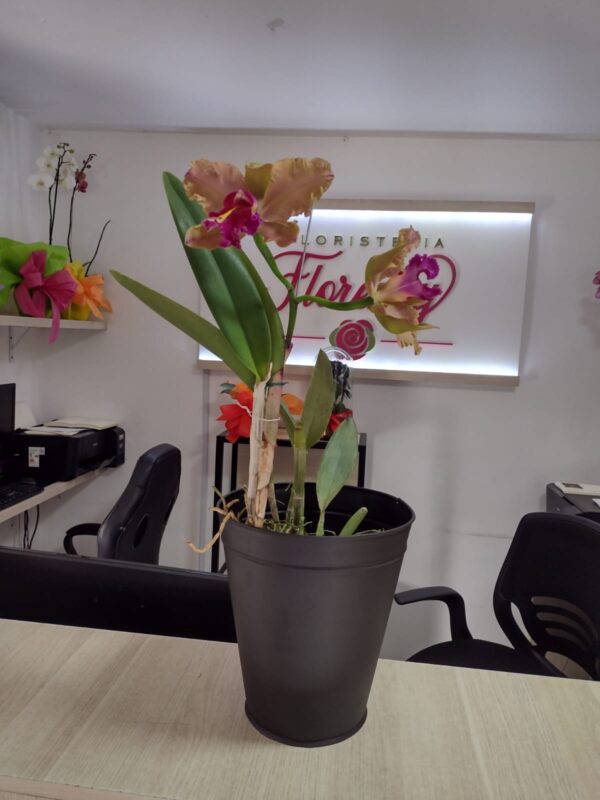PLANTA CATLEYA FPL-023